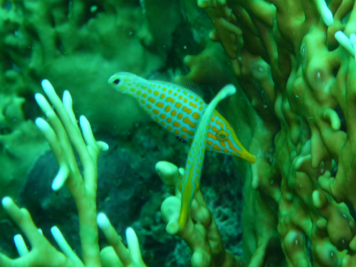 Longnose Filefish.jpg