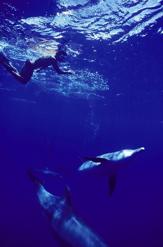 039_dolphinswimimage.jpg