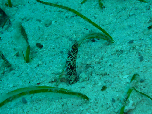 Apoted Garden Eel_8.jpg