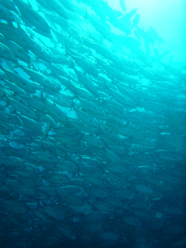 Bigeye Trevally_13.jpg