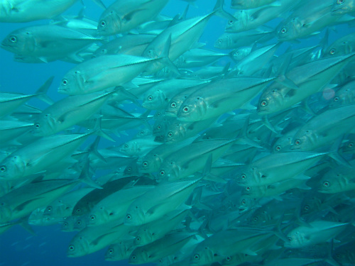 Bigeye Trevally_17.jpg