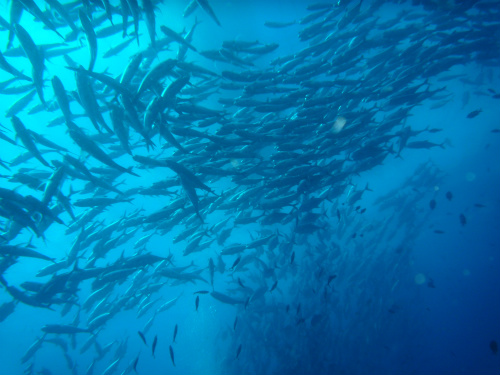 Bigeye Trevally_2.jpg