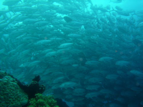 Bigeye Trevally_23.jpg