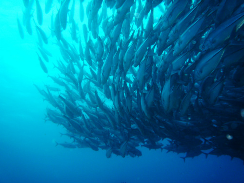 Bigeye Trevally_25.jpg