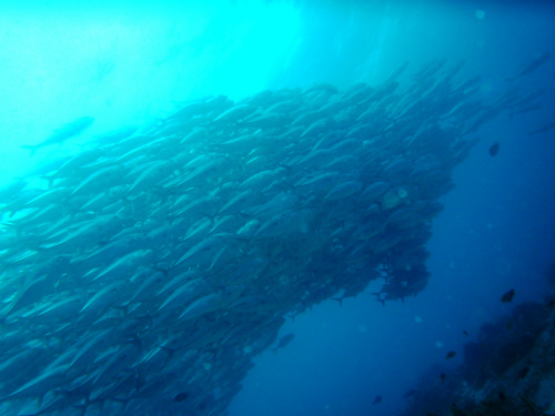 Bigeye Trevally_29.jpg