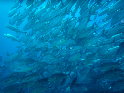 Bigeye Trevally_7.jpg