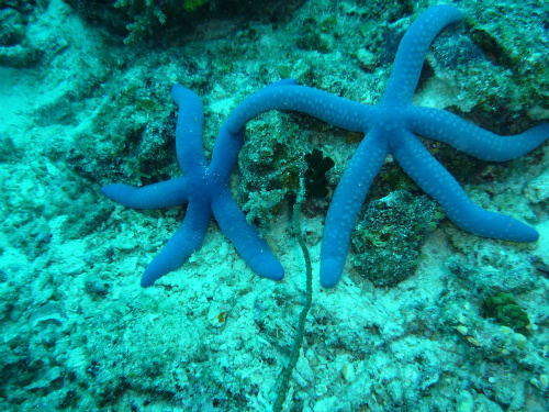 Blue Linckia Sea Star.jpg