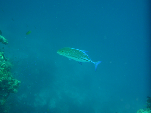 Bluefin Trevally.jpg