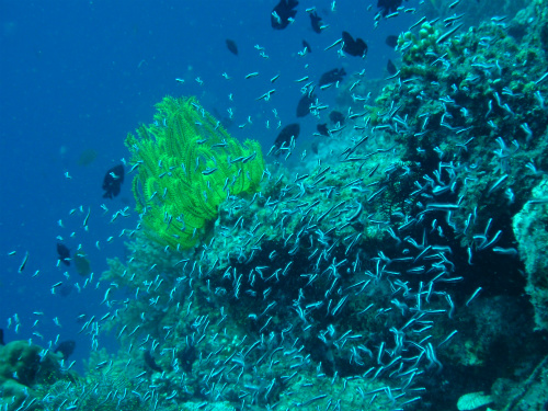 Bluestripe Fangblenny_2.jpg