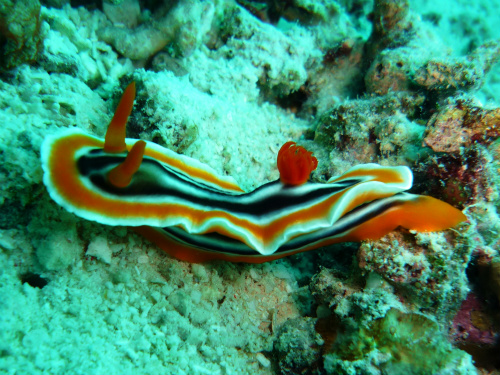 Chromodoris_5.jpg