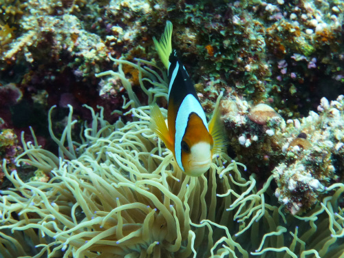 Clark's Anemonefish.jpg