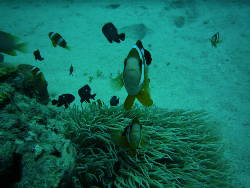 Clark's Anemonefish_2.jpg