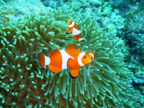 Clark's Anemonefish_7.jpg