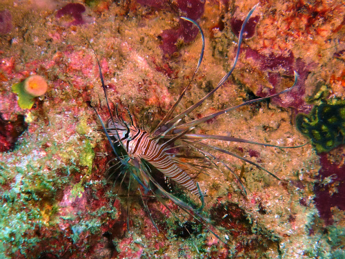 Common Lionfish_.jpg