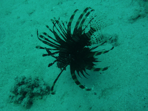 Common Lionfish_2.jpg