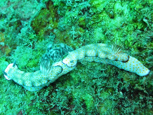 DSCF2161.jpg