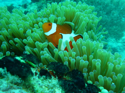 False Clown Anemonefish_14.jpg