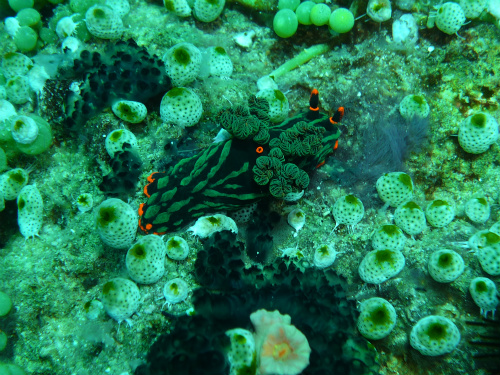 Green-lined Nembrotha_2.jpg