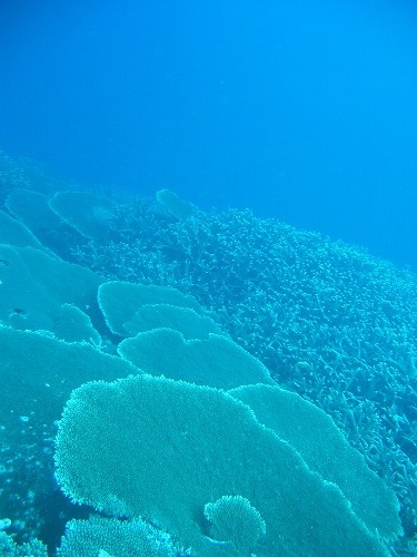 08 06 マーシャル諸島 マジュロに行ってきました ダイビングツアーblue Diversブログ 世界の海を制覇