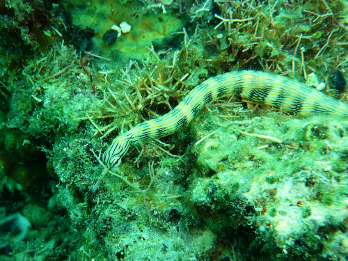 NetWork Pipefish_3.jpg