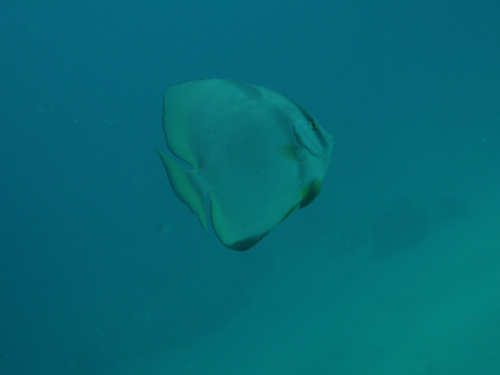 Orbicular Spadefish.jpg