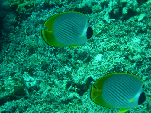 Panda Butterflyfish.jpg