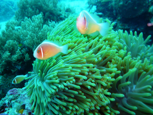 Pink Anemonefish.jpg