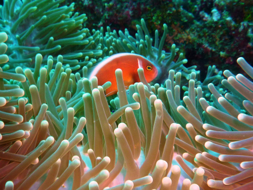 Pink Anemonefish_2.jpg