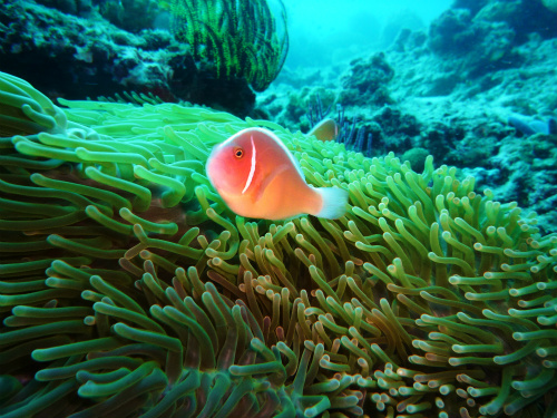 Pink Anemonefish_6.jpg