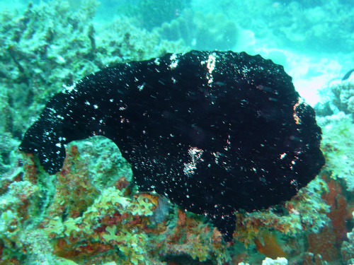 Randall's Frogfish_4.jpg