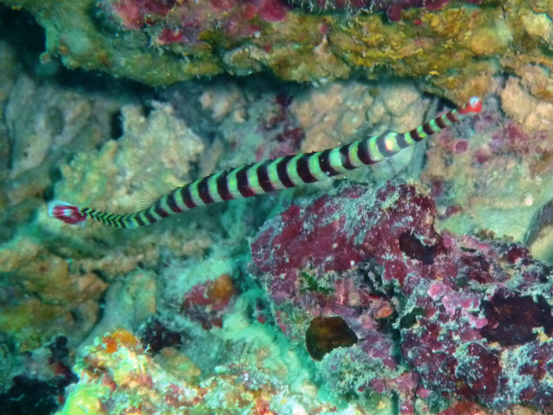 Ringed Pipefish_2.jpg