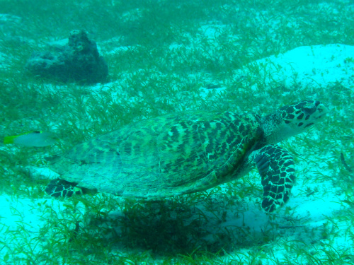 Sea Turtle (2).jpg