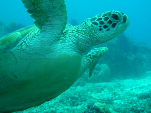 Sea Turtle _3.jpg