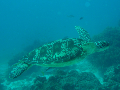 Sea Turtle_1.jpg