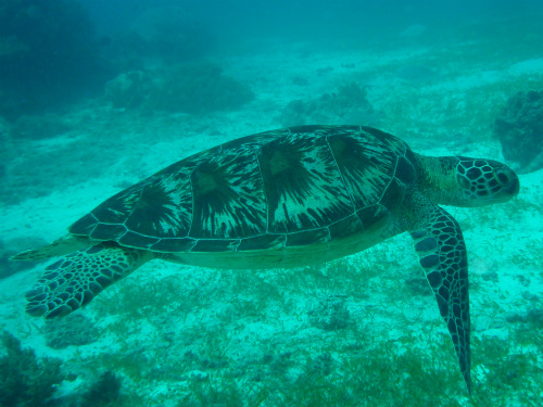 Sea Turtle_4.jpg