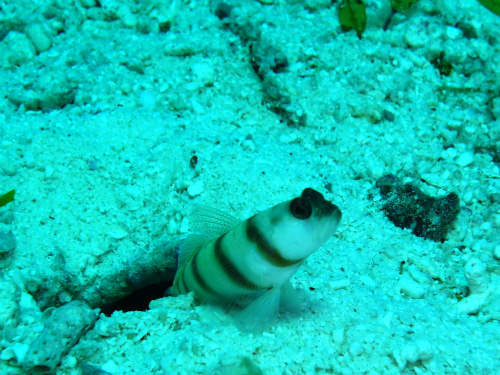 Steinitz' Shrimpgoby.jpg