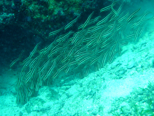 Striped eel catfish (2).jpg