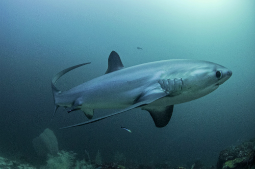 Thresher Shark 1.jpg