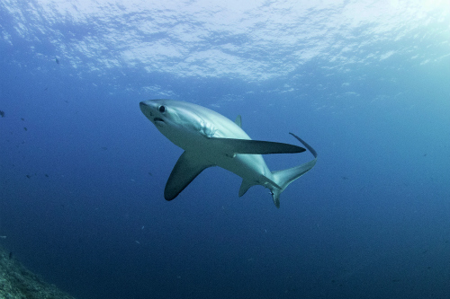 Thresher Shark 2.jpg