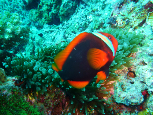 Tomato Anemonefish.jpg