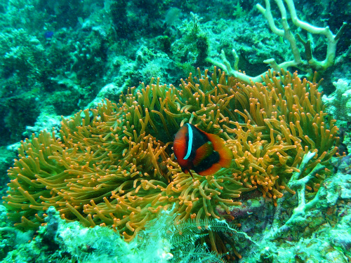 Tomato Anemonefish_2.jpg