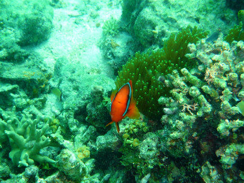 Tomato Anemonefish_7.jpg