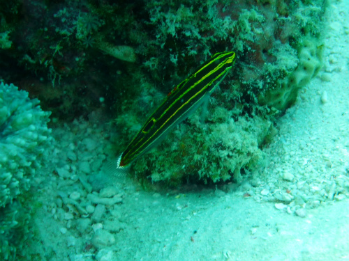 Yellow Stripe Goby.jpg