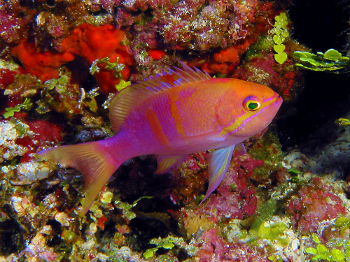 double-bar-anthias061211-01.jpg